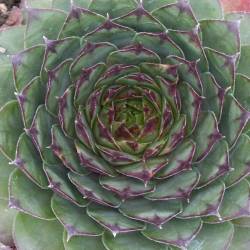 Sempervivum - Dachwurz - Hauswurz